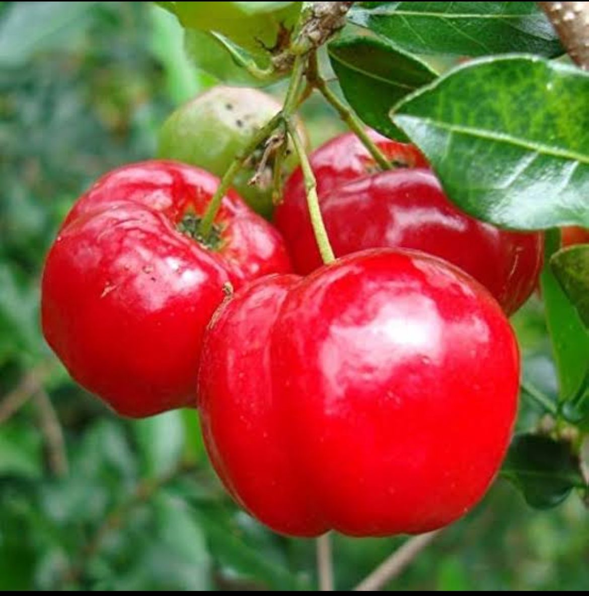 WESTERN CHERRY